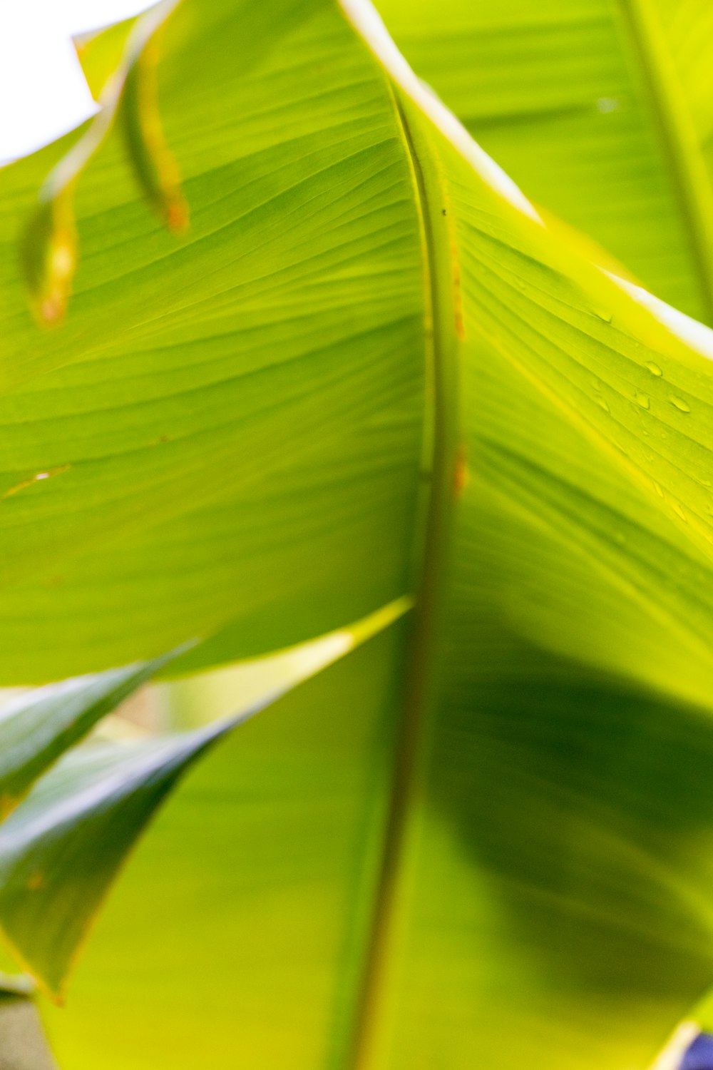 a close up of a green leaf with a blurry background