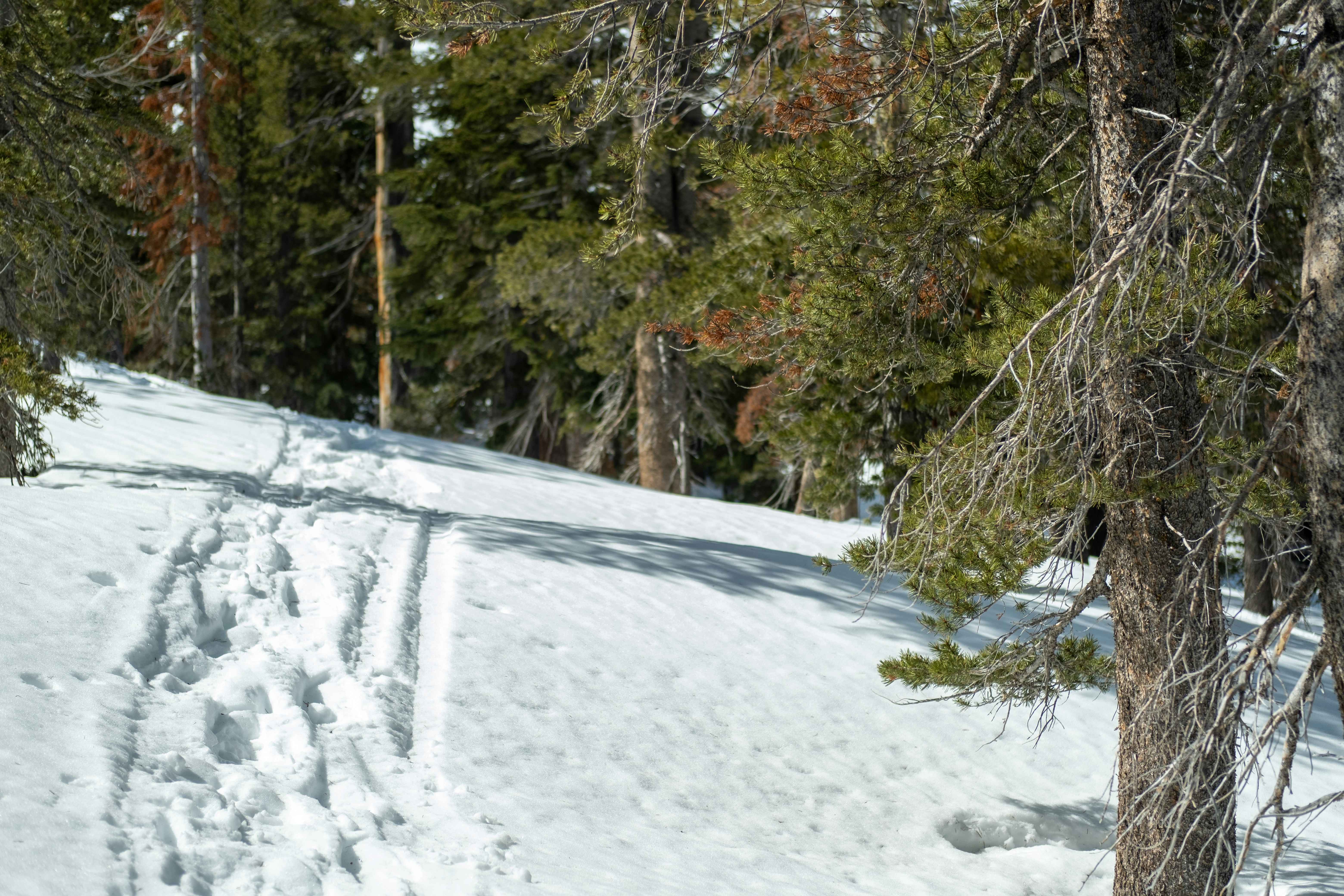 A path over a snowy hill in an open area of a coniferous forest.
