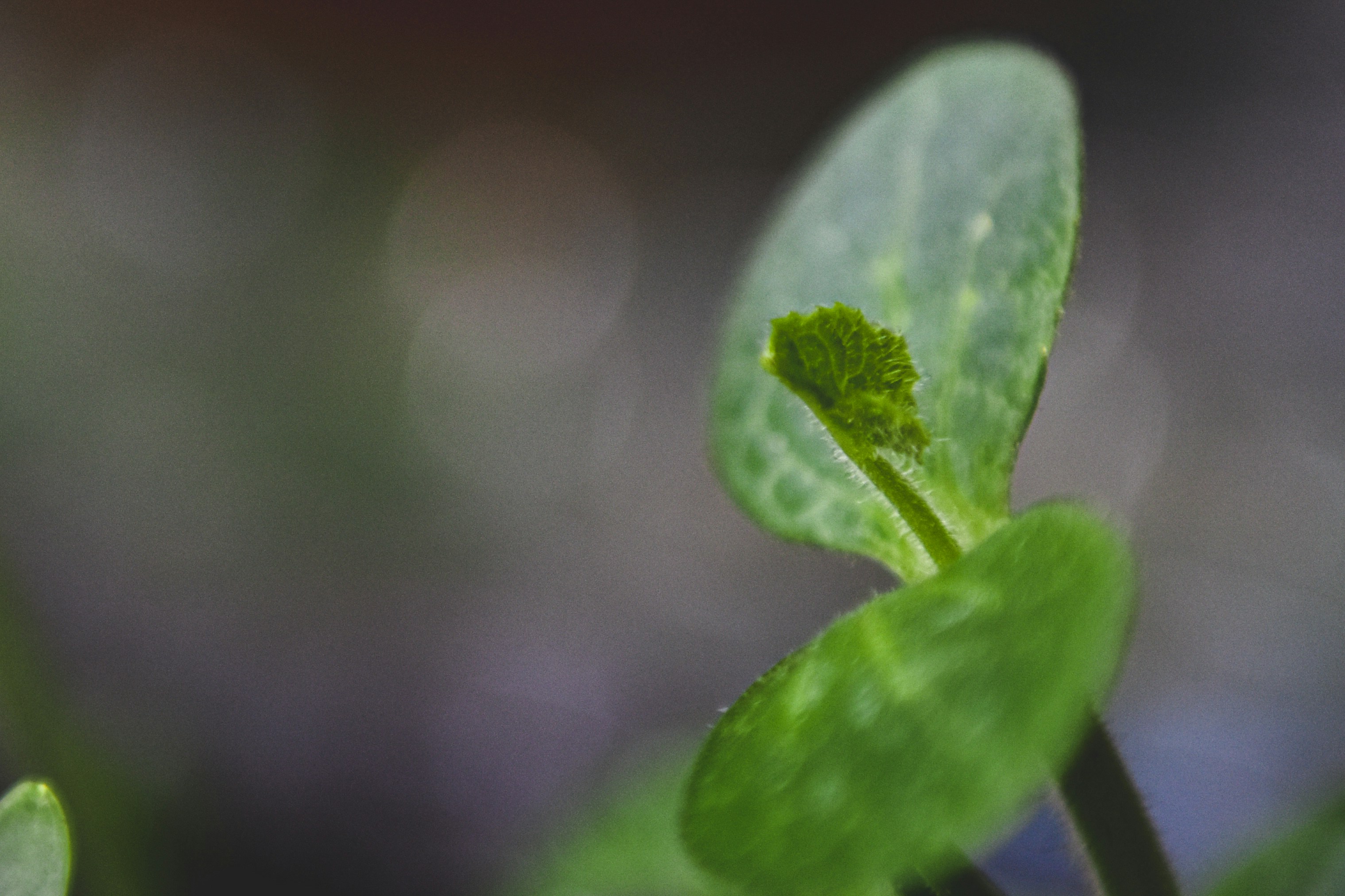 Photo by freefolkphoto