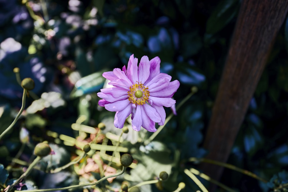 a purple flower is blooming in a garden