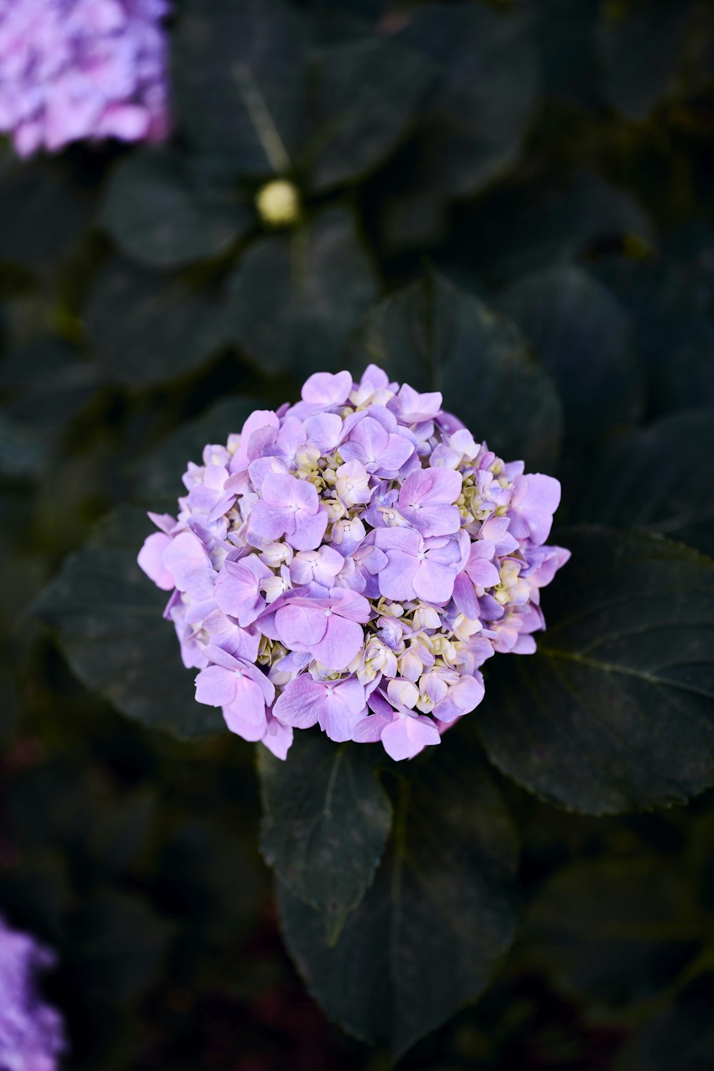 a close up of a purple flower on a plant