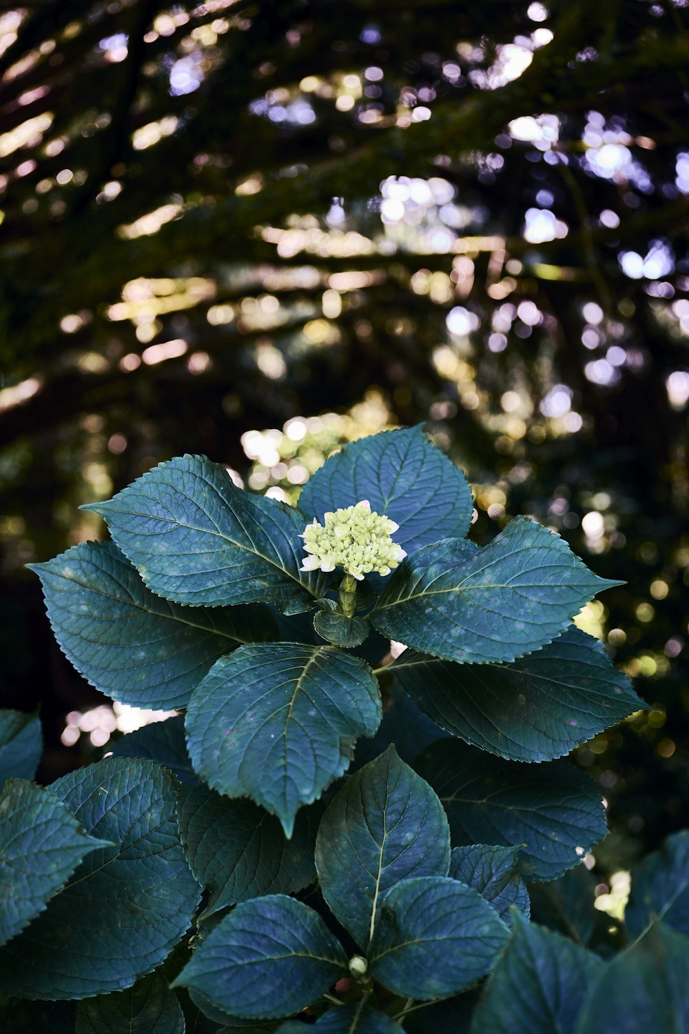 a close up of a plant with green leaves