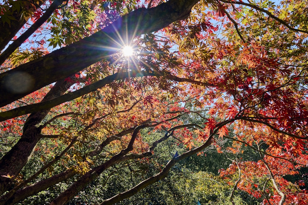 the sun shining through the leaves of a tree