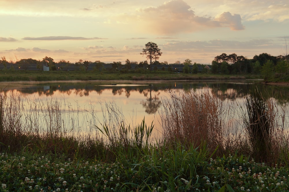 a body of water surrounded by grass and trees