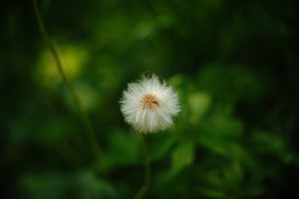 a close up of a dandelion with a blurry background