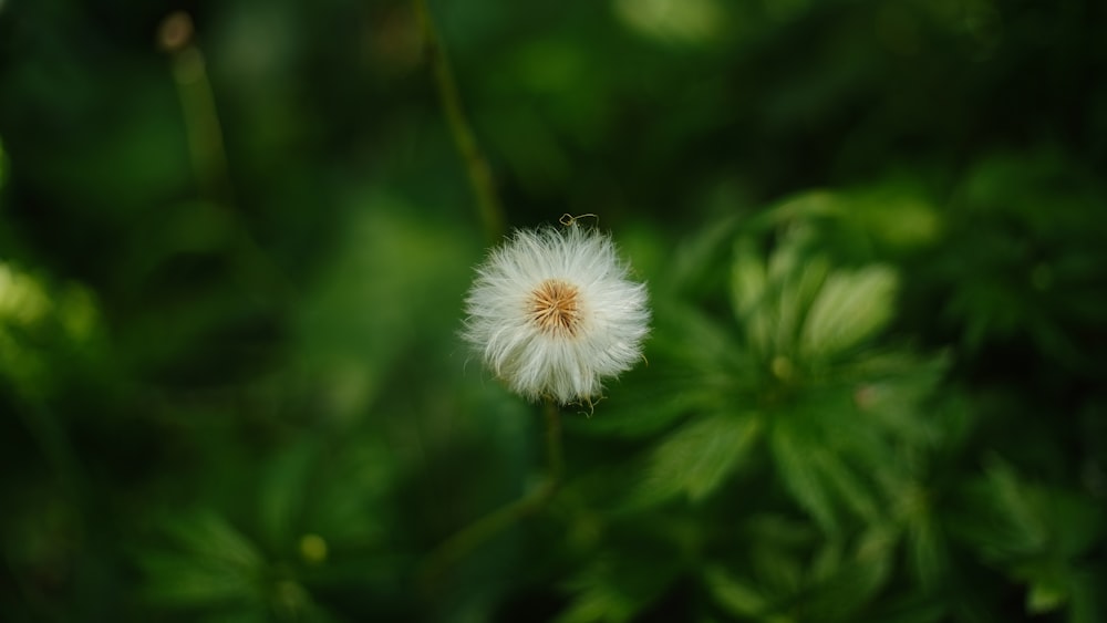 a close up of a dandelion in a field