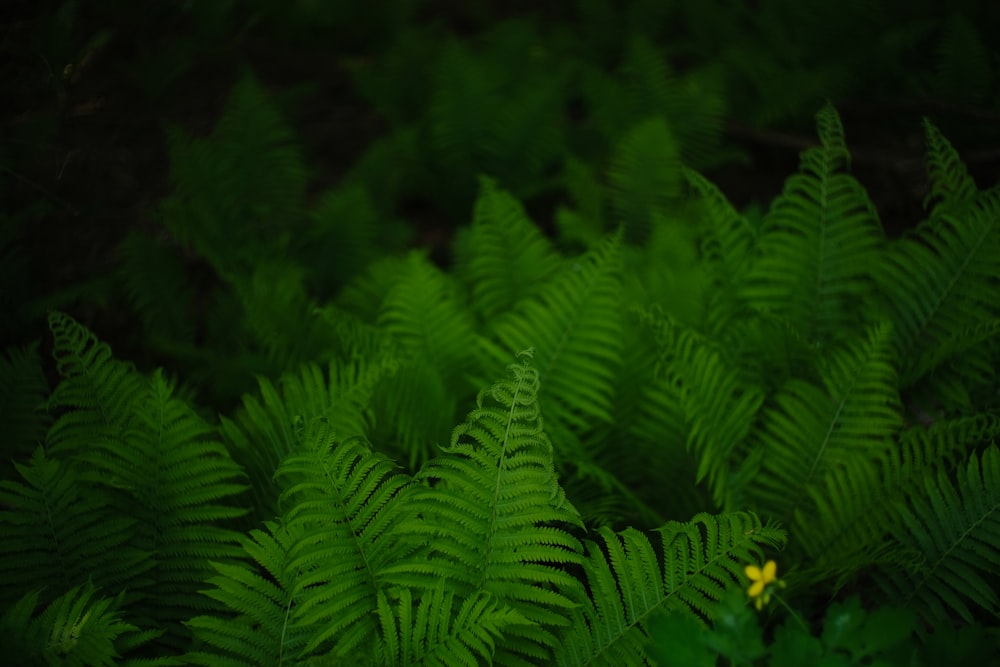 a close up of a fern plant with a yellow flower
