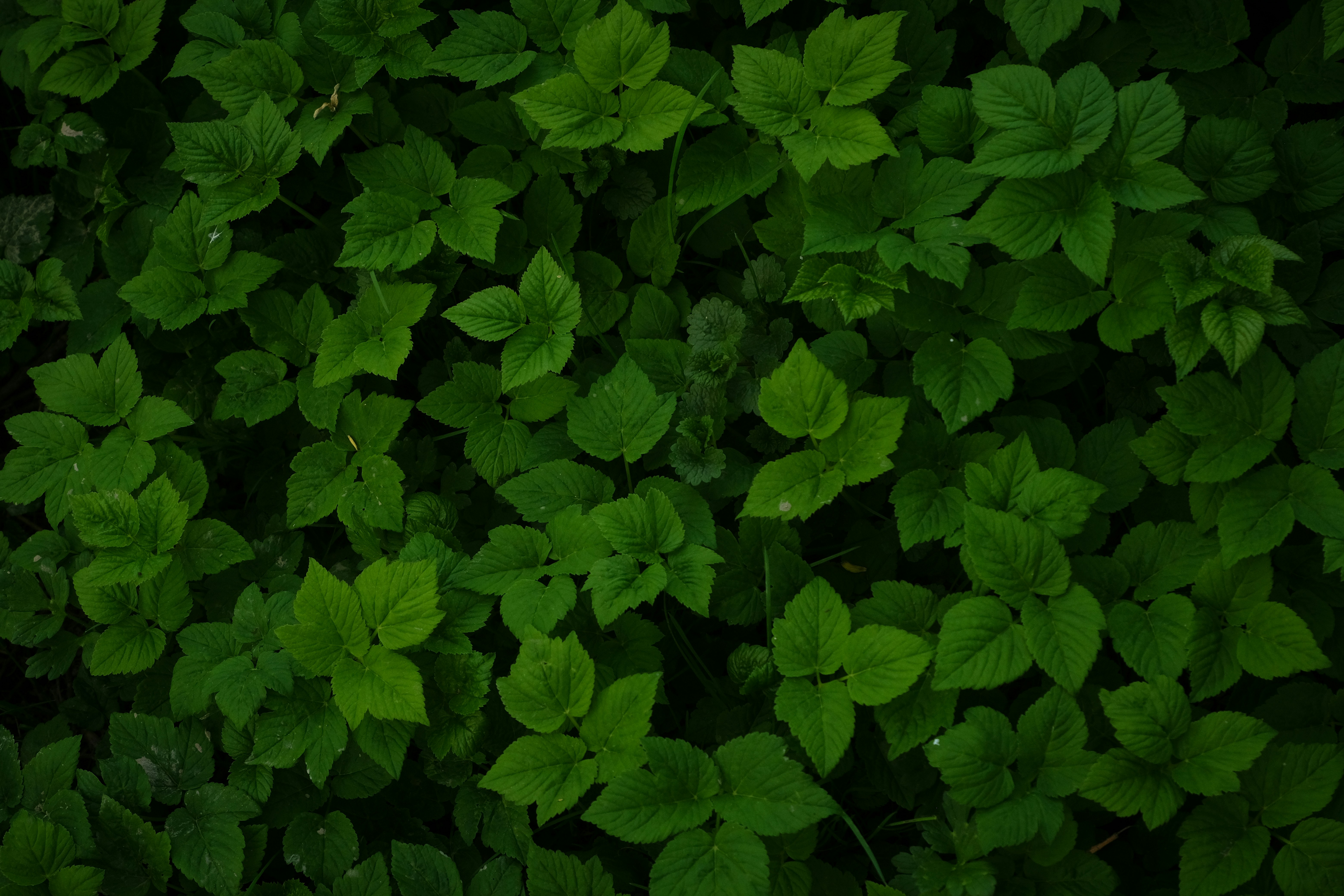 Lush green garden backdrop, ilustrasi artikel Enchanting Garden Wedding: Magical Ideas for Your Dream Day 3