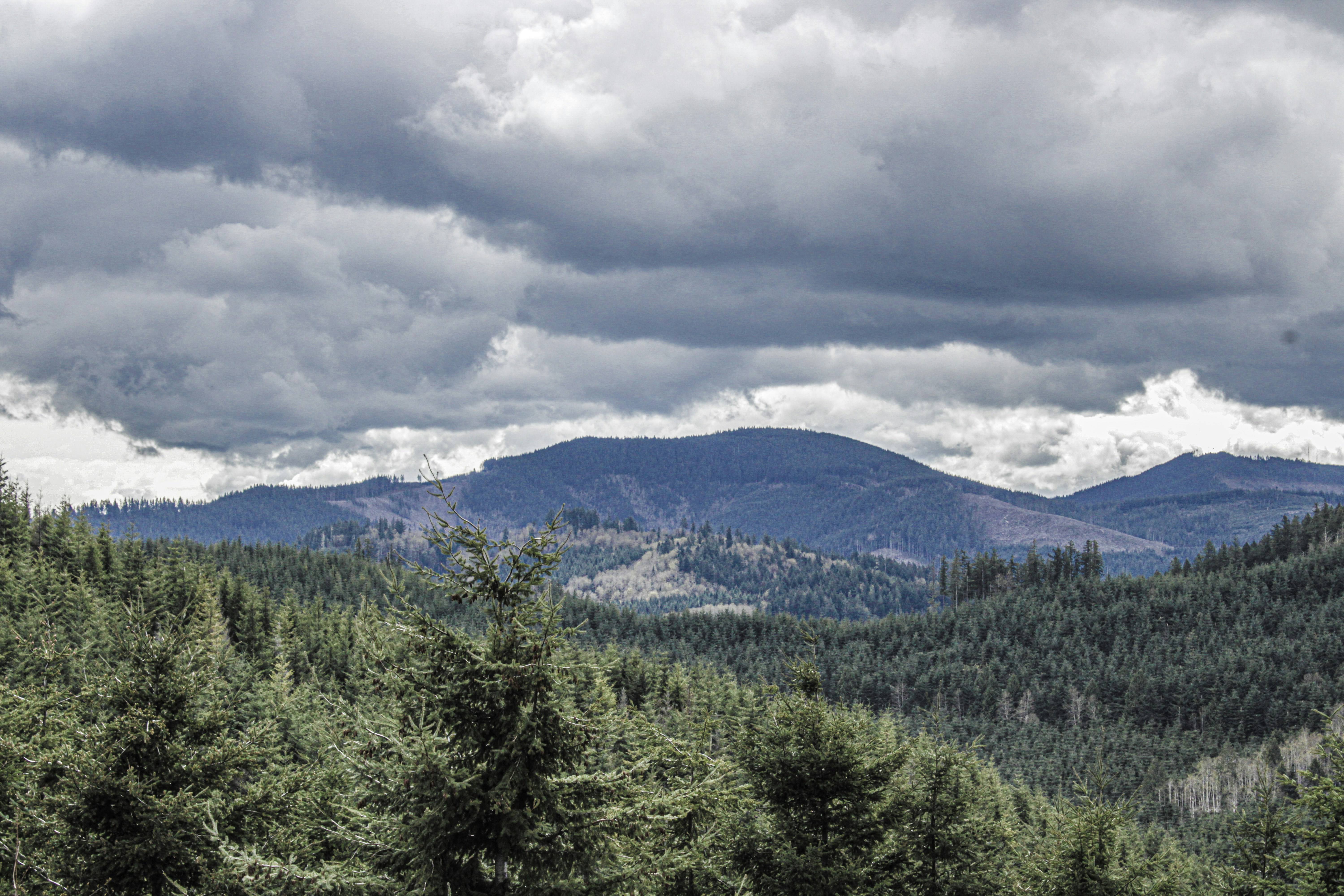 a view of a forest with mountains in the background