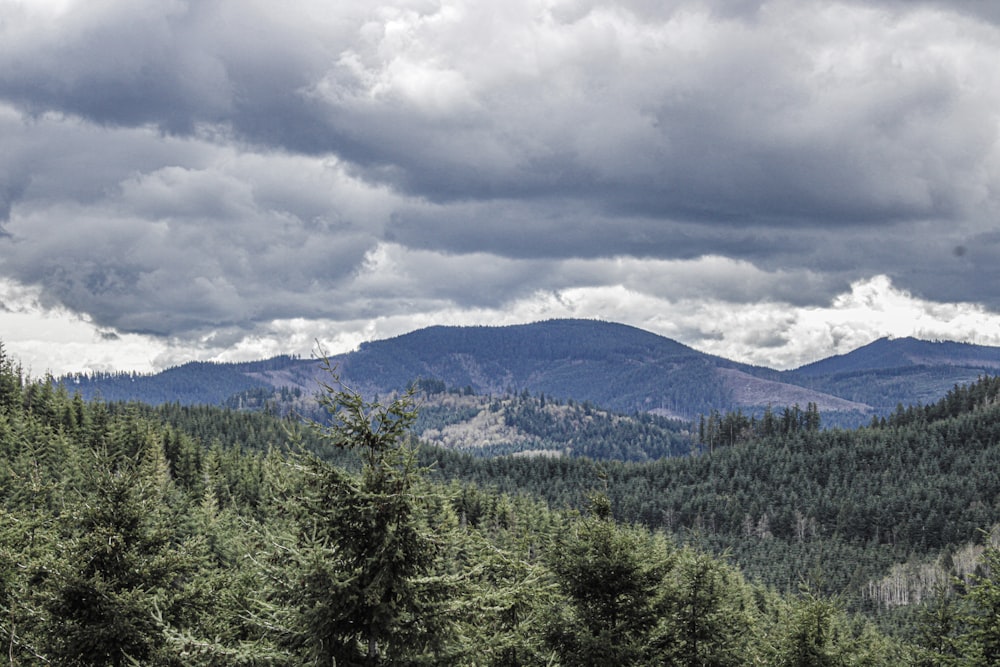 a view of a forest with mountains in the background