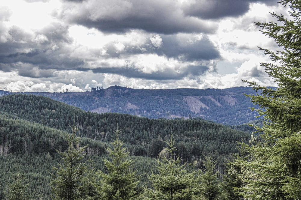 une vue d’une chaîne de montagnes avec une forêt au premier plan