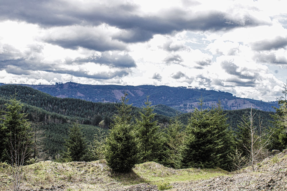 a man riding a horse on top of a lush green hillside