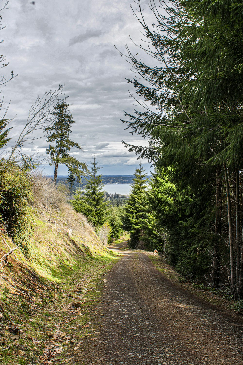 a dirt road surrounded by trees and a body of water