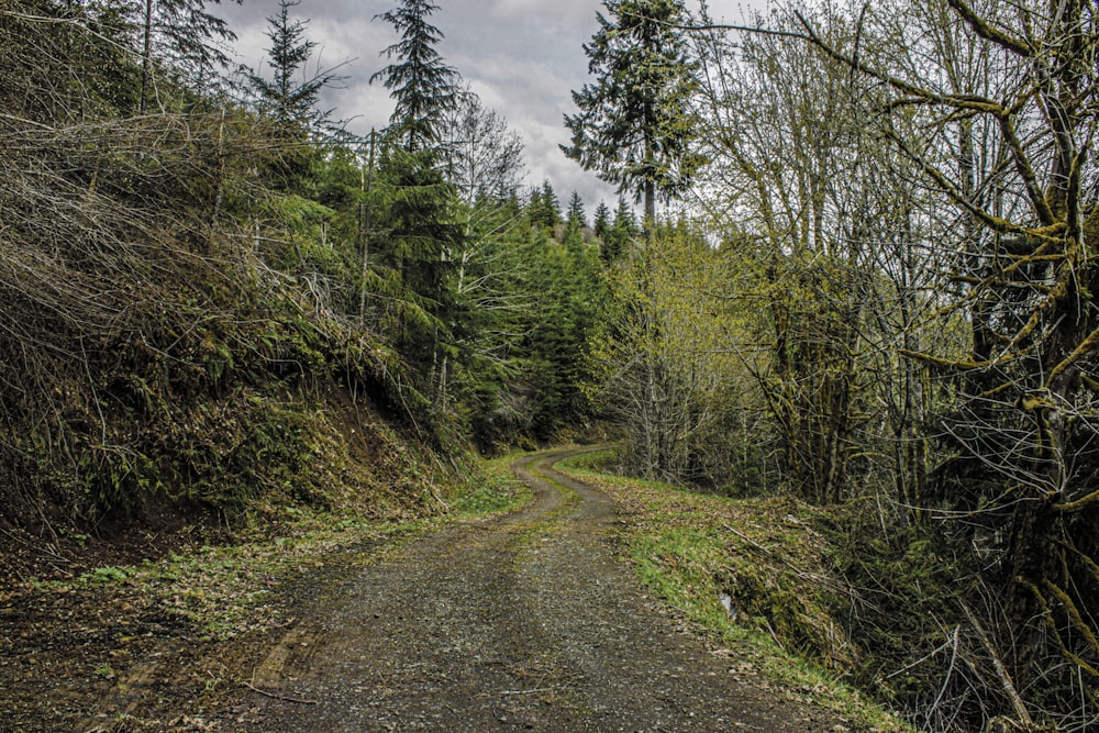 a dirt road in the middle of a forest