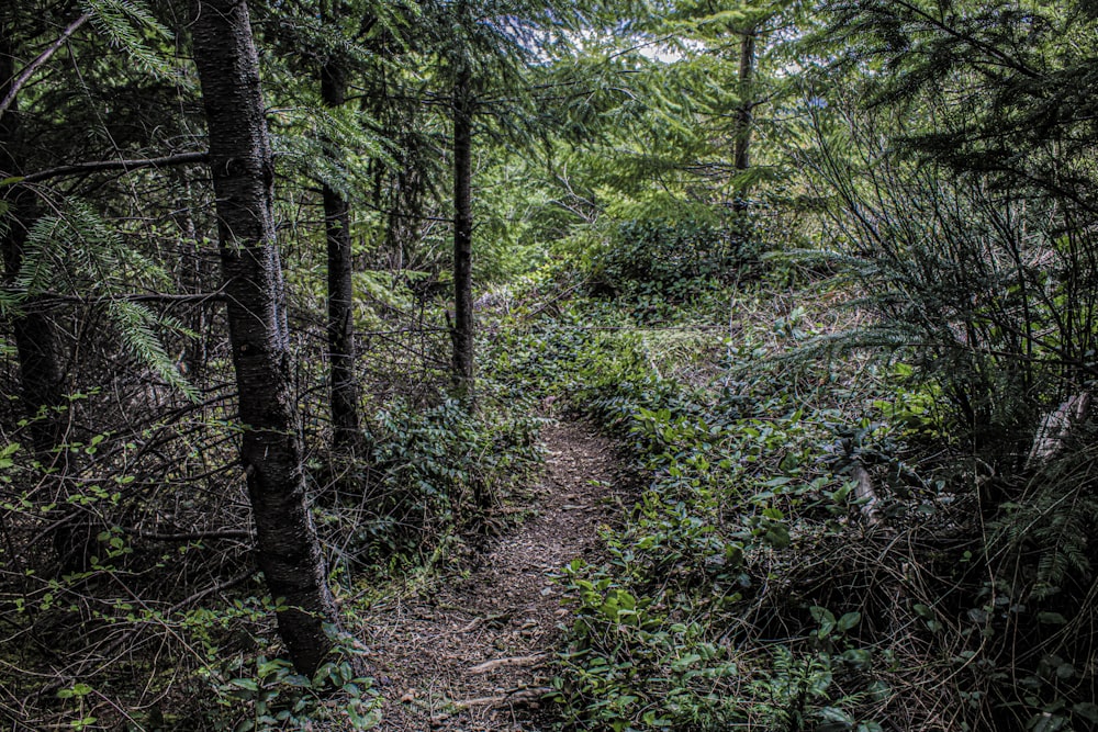 a trail in the woods with lots of trees
