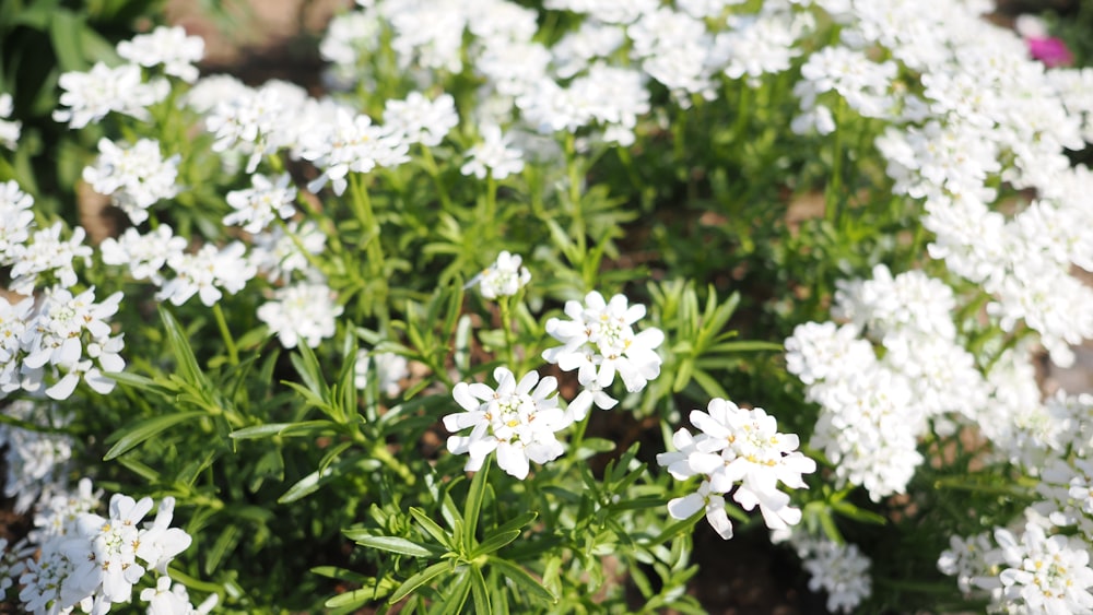 a bunch of white flowers that are in the grass