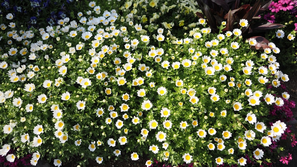 a bunch of white and yellow flowers in a garden