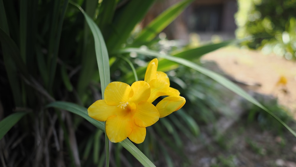 a close up of a single yellow flower