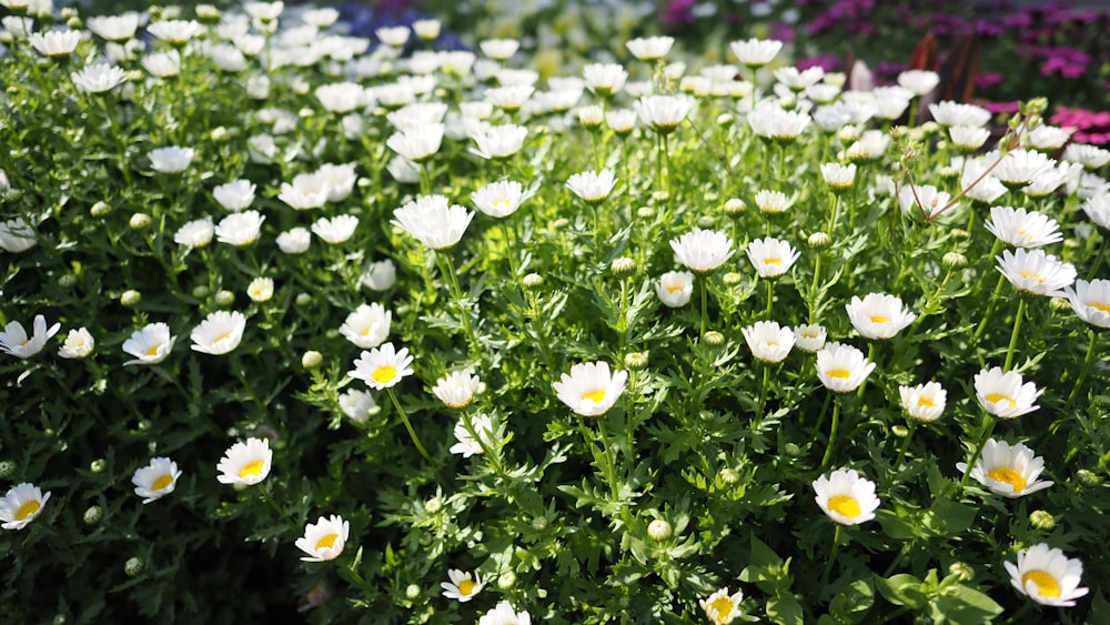 a field of white flowers with yellow centers