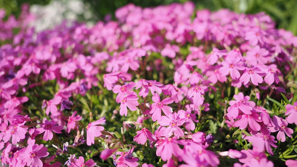 a bunch of pink flowers that are in the grass