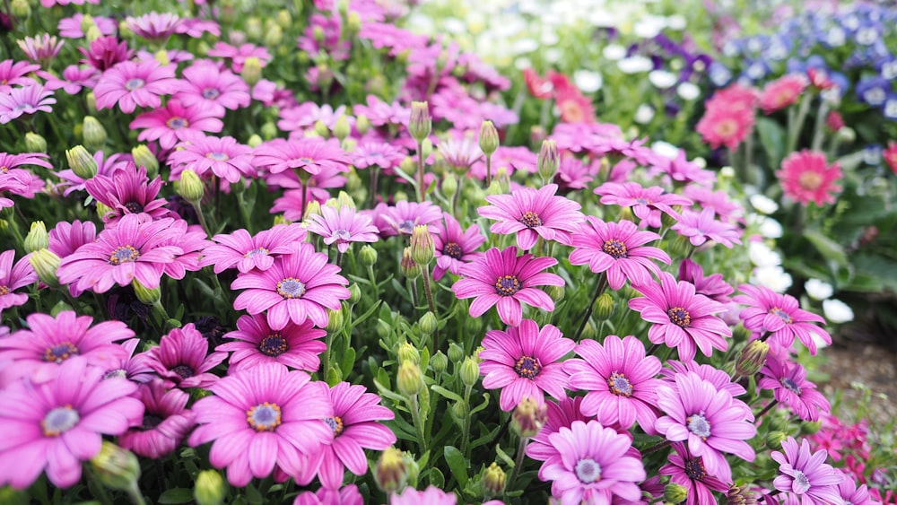 a bunch of flowers that are in the grass