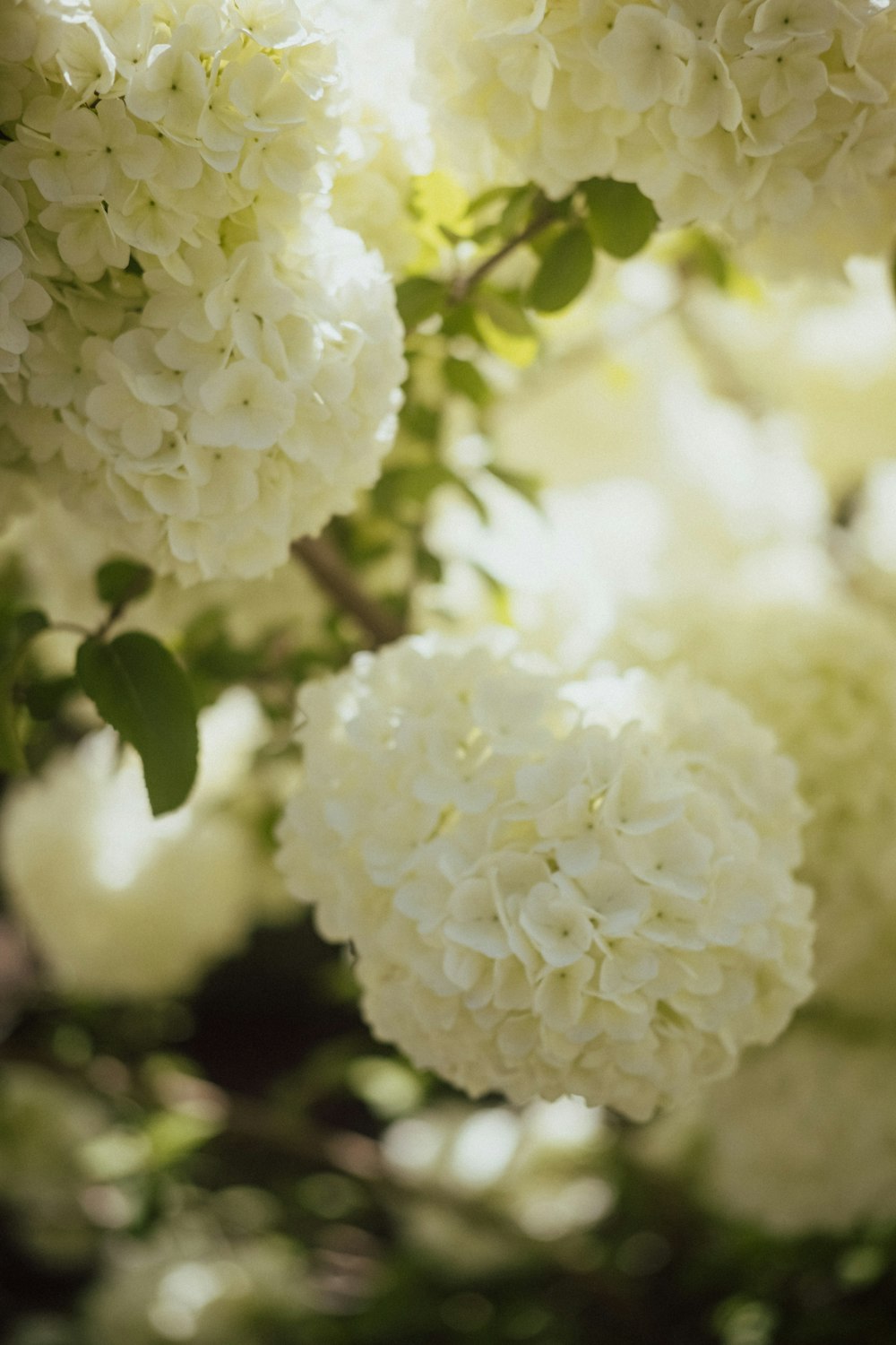 ein Strauß weißer Blumen, die an einem Baum hängen