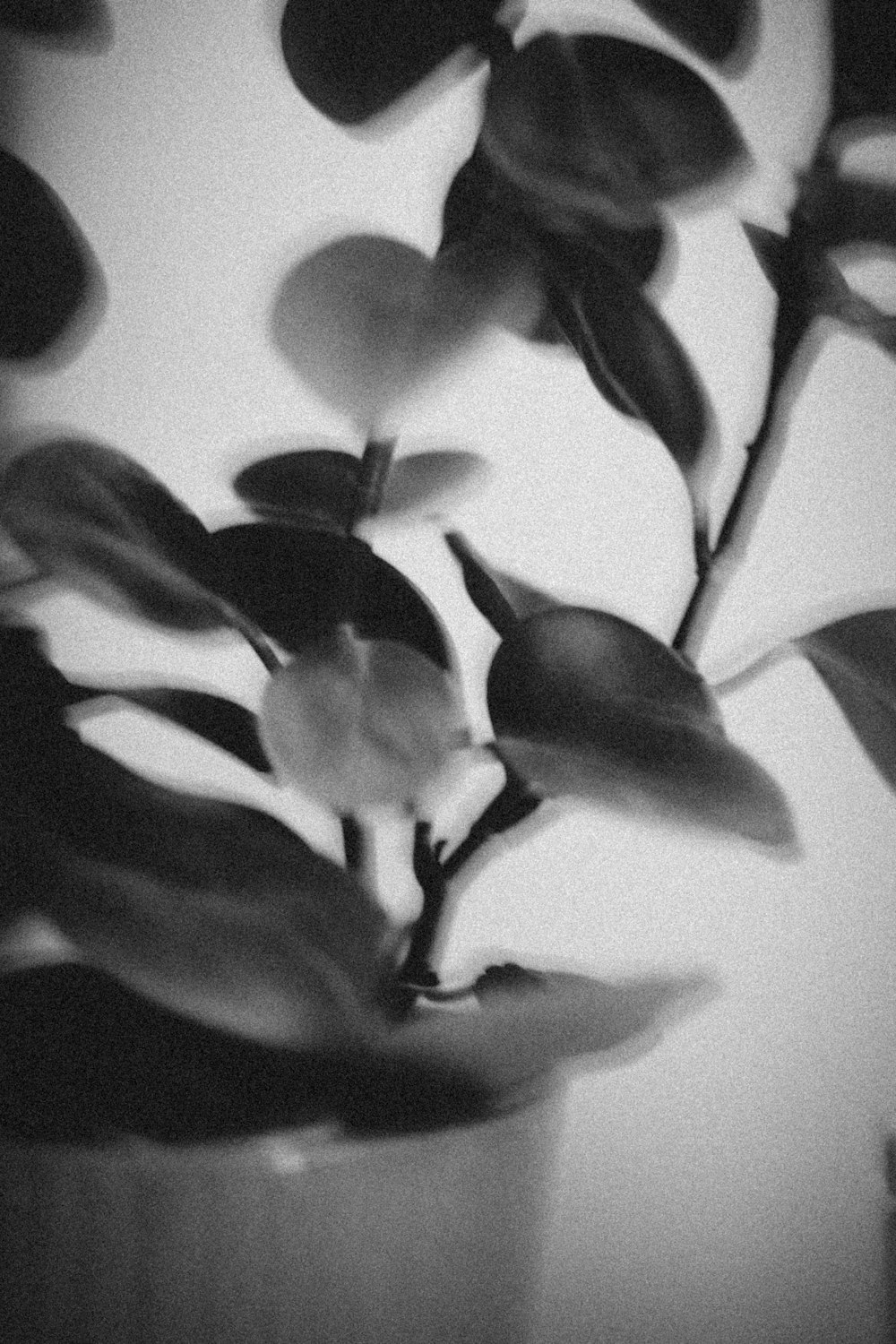 a black and white photo of a plant in a vase