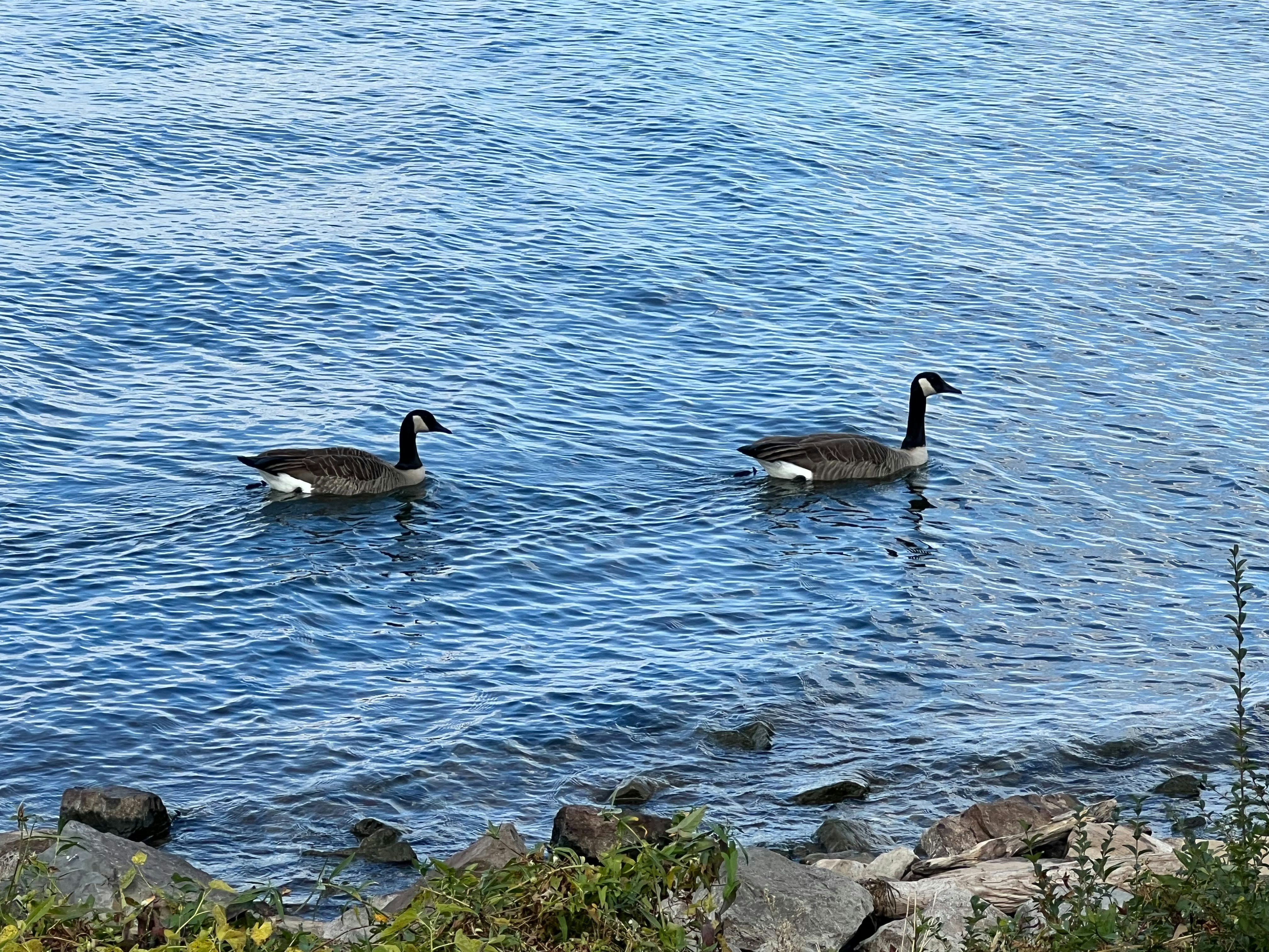 un couple de canards flottant au-dessus d’un lac