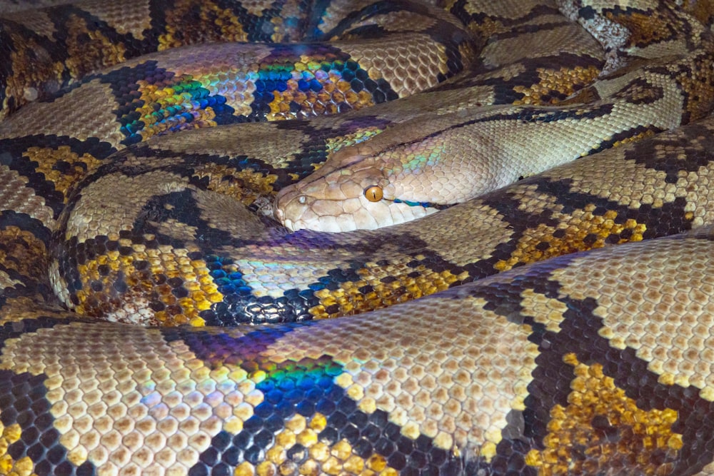 gros plan d’un serpent sur un lit
