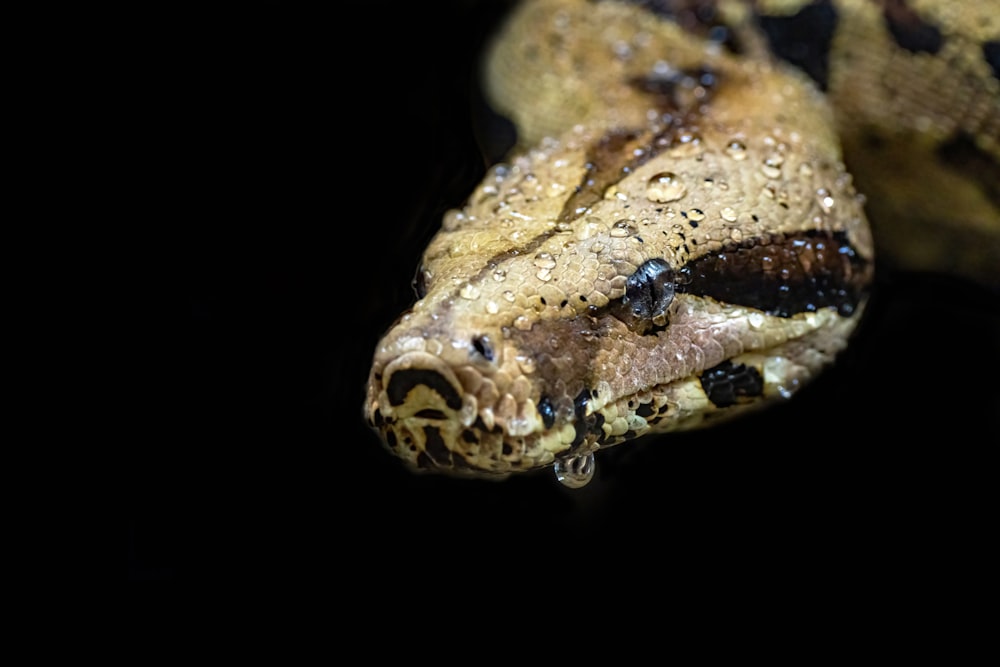 a close up of a snake on a black background