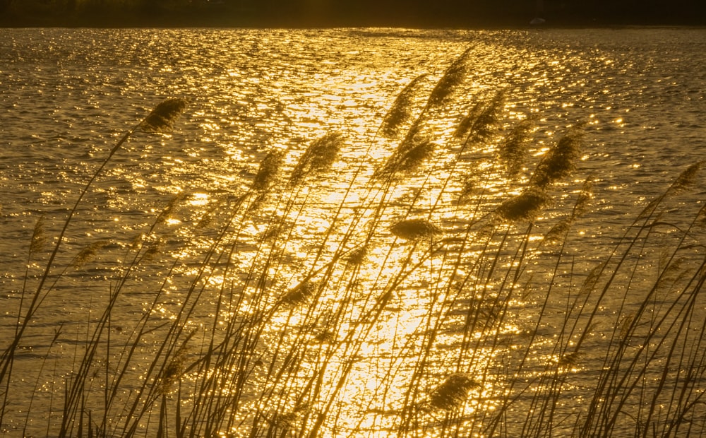 el sol brilla sobre el agua y las cañas en primer plano