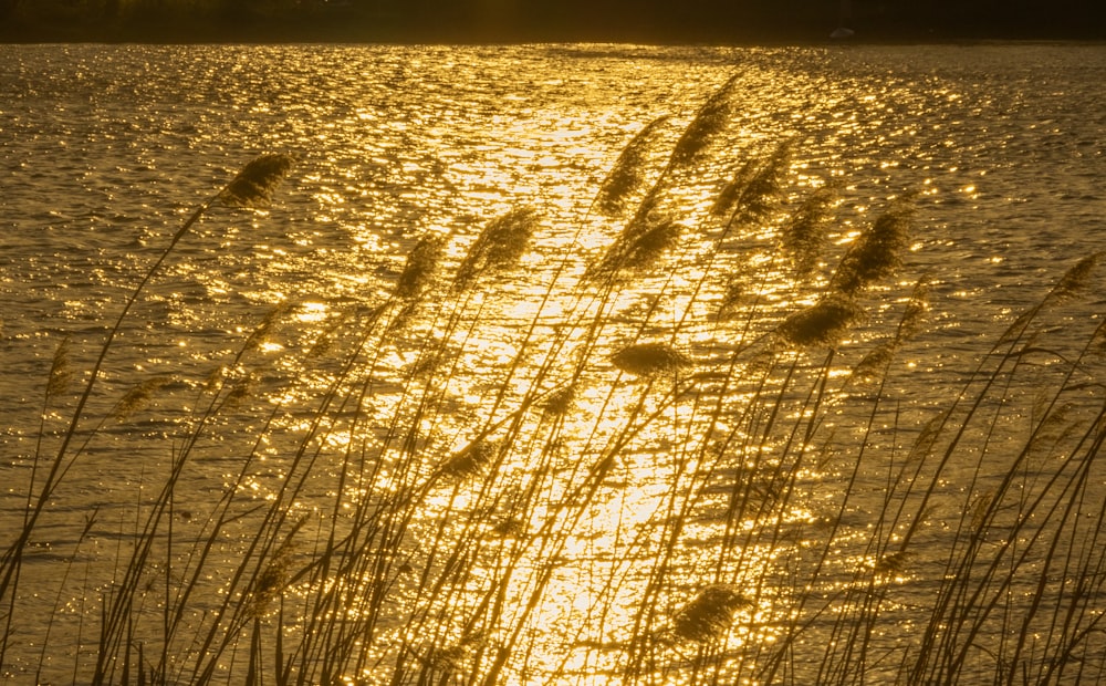 the sun shines on the water and reeds in the foreground