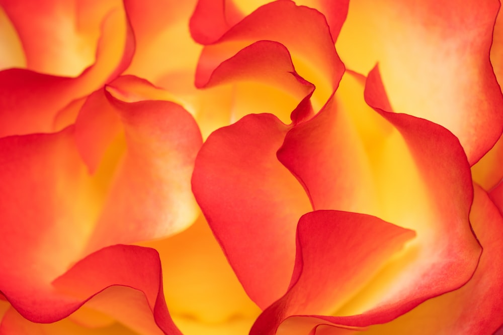 a close up of a red and yellow flower