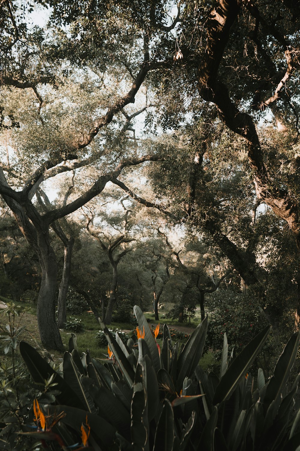 a forest filled with lots of trees covered in leaves