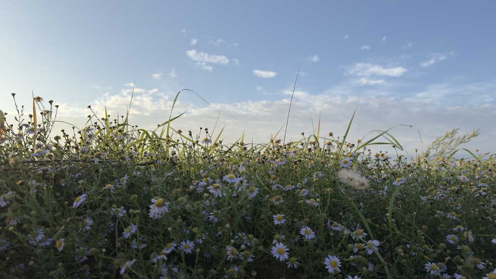 a field full of blue and white flowers under a blue sky