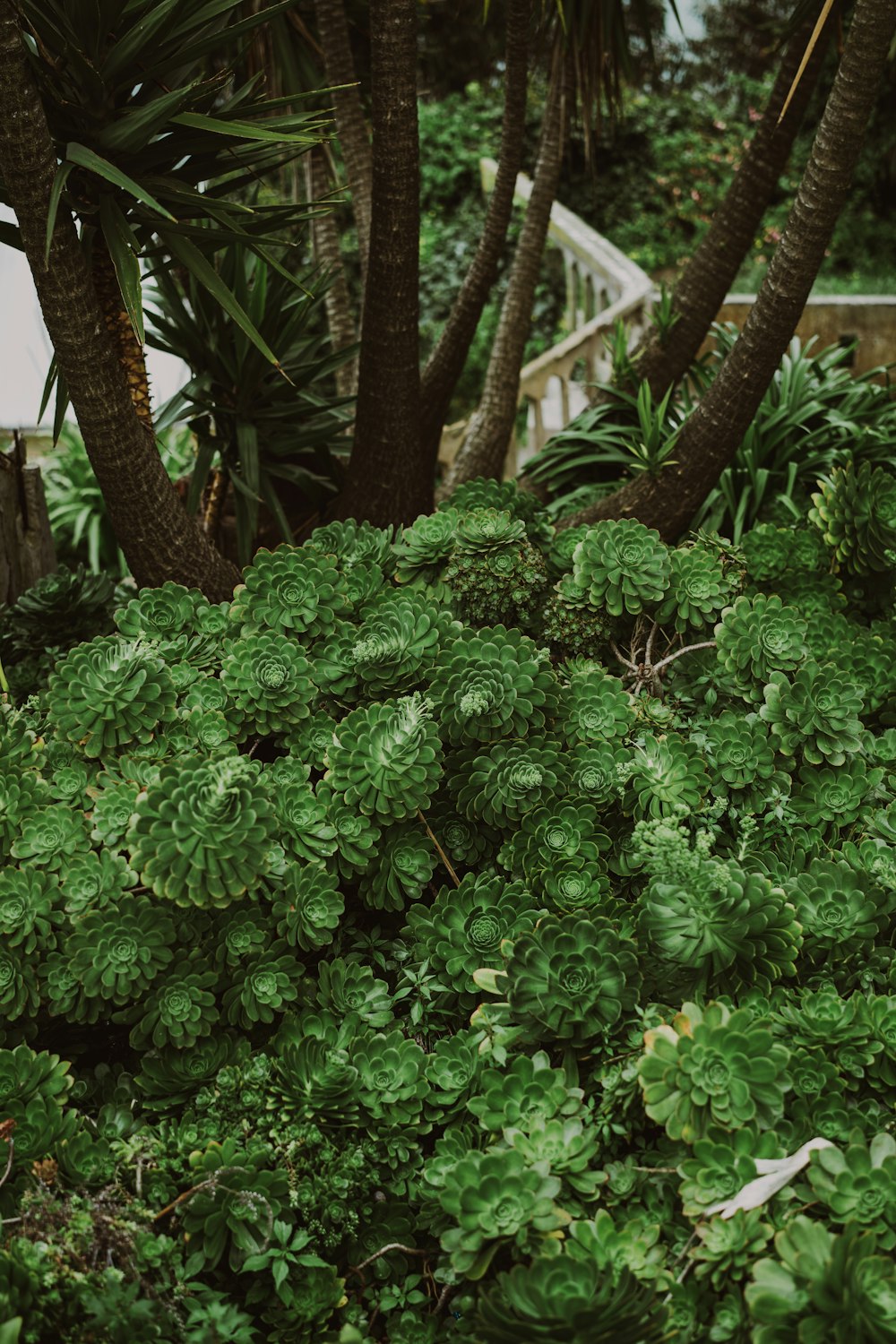 a lush green bush with lots of trees in the background