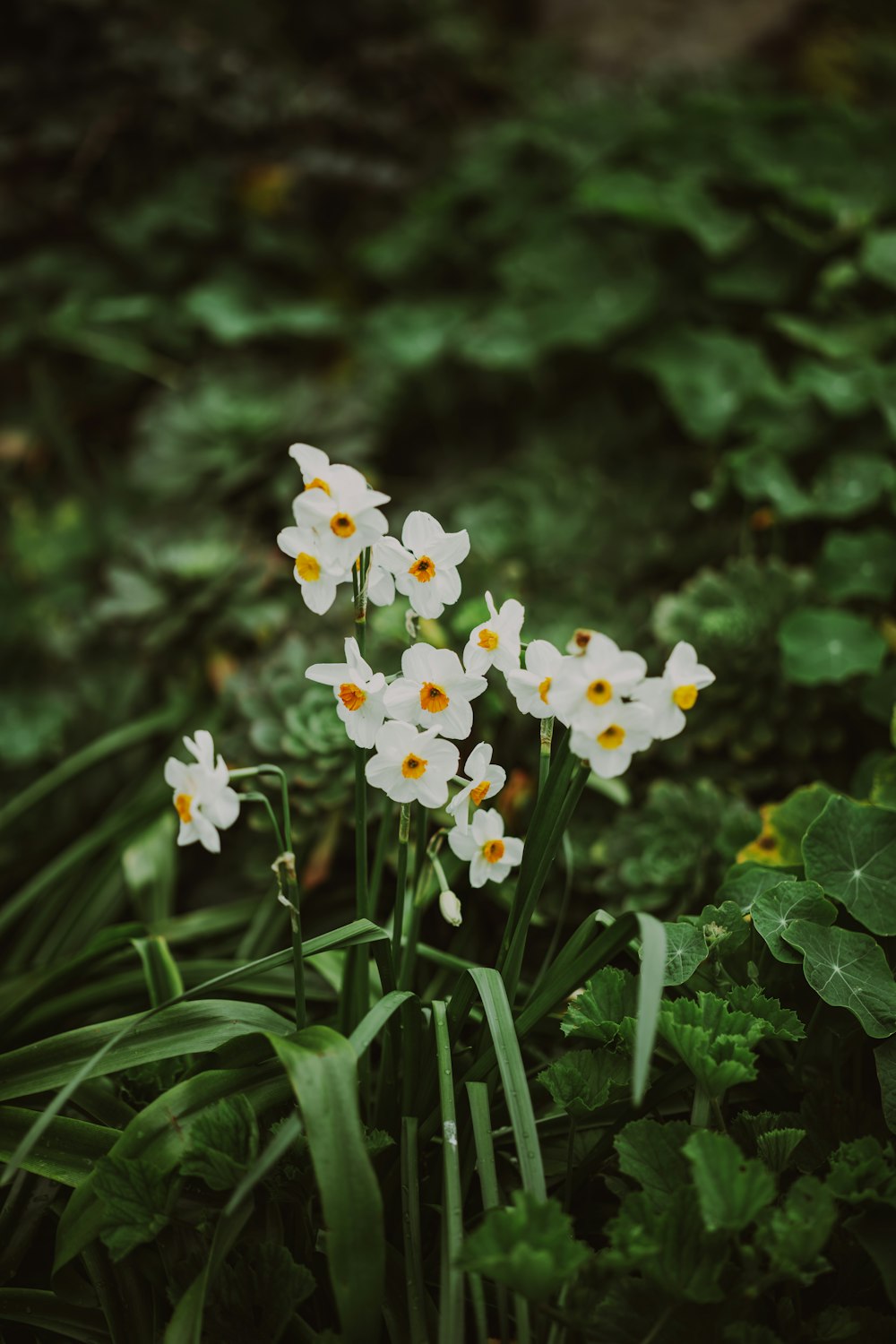 a group of white flowers sitting in the grass