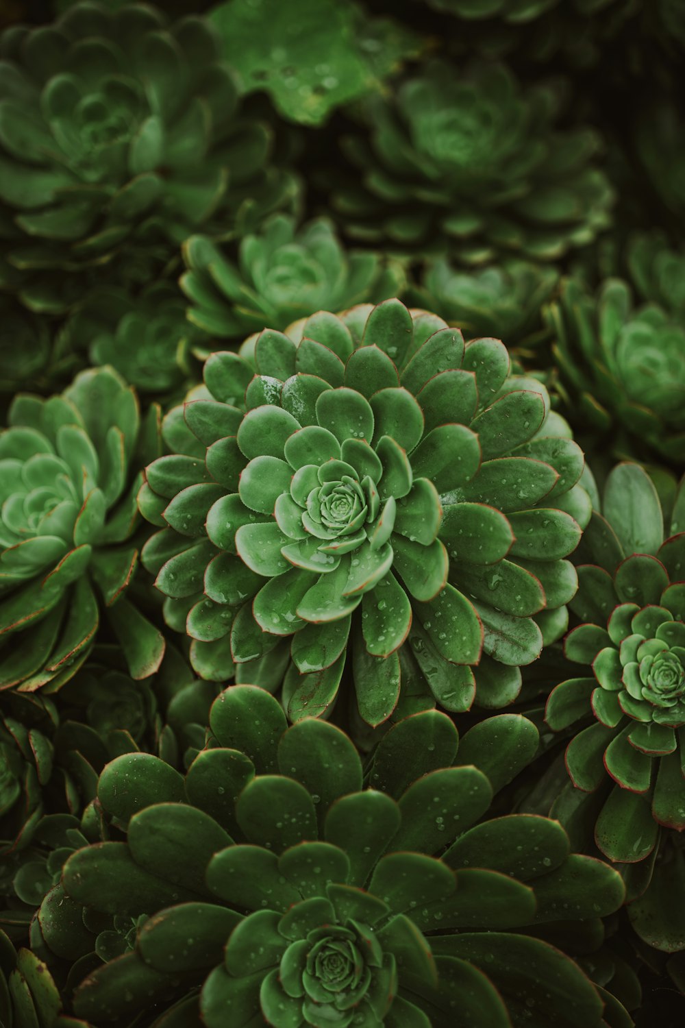 a close up of a green plant with lots of leaves