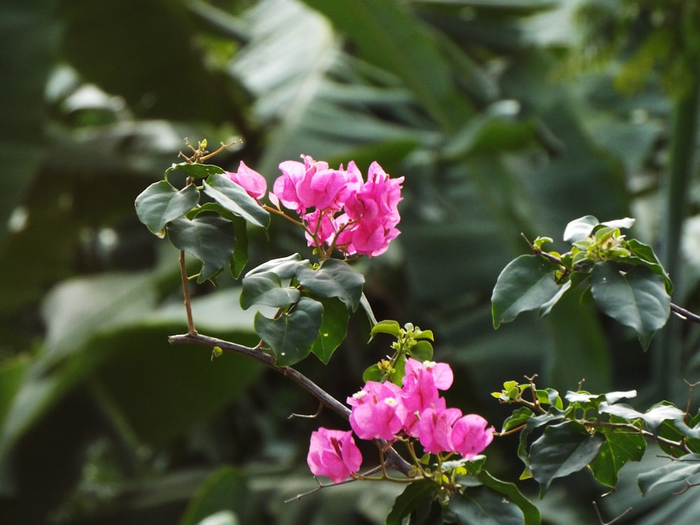 pink flowers are blooming on a tree branch