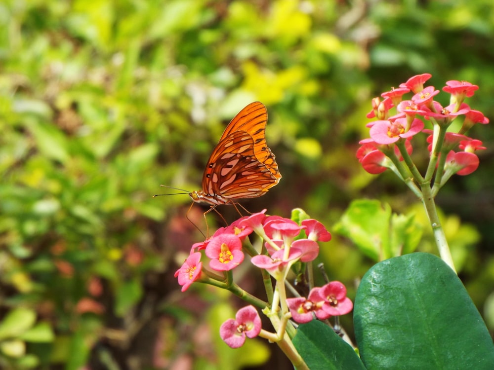 a butterfly sitting on top of a pink flower