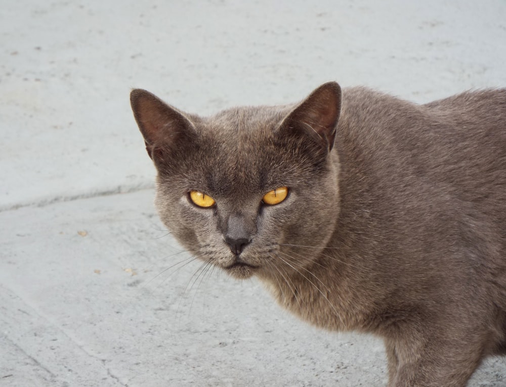 a gray cat with yellow eyes looking at the camera