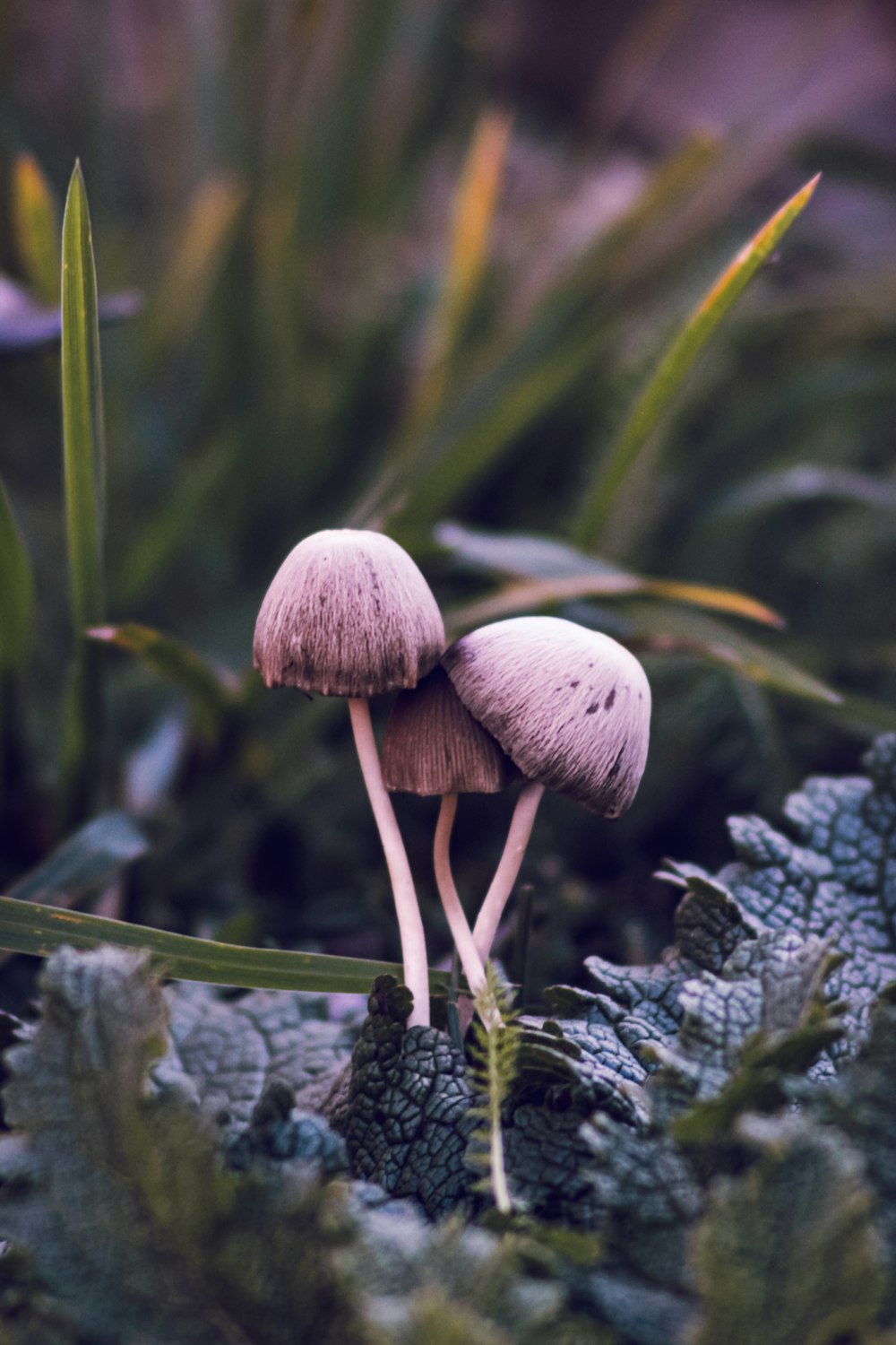 a couple of mushrooms sitting on top of a lush green field