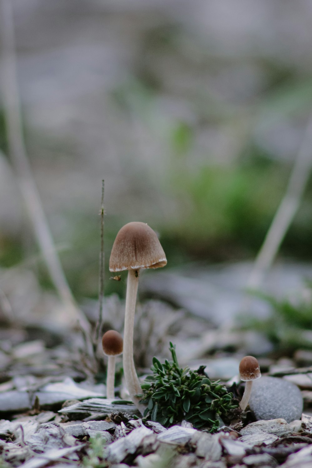 a couple of mushrooms that are on the ground