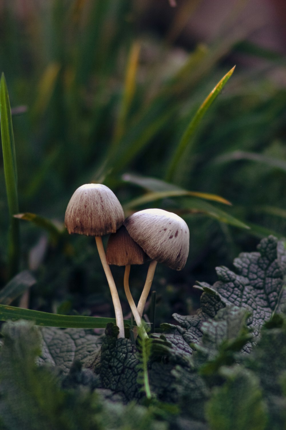 a couple of mushrooms sitting on top of a lush green field