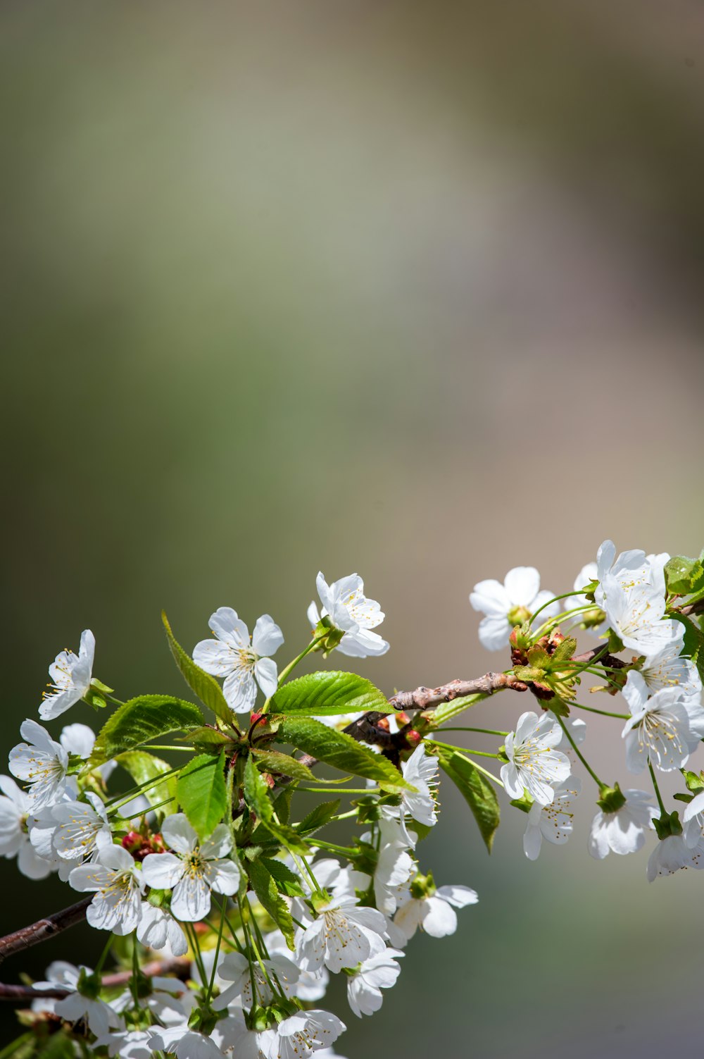 a branch with white flowers and green leaves