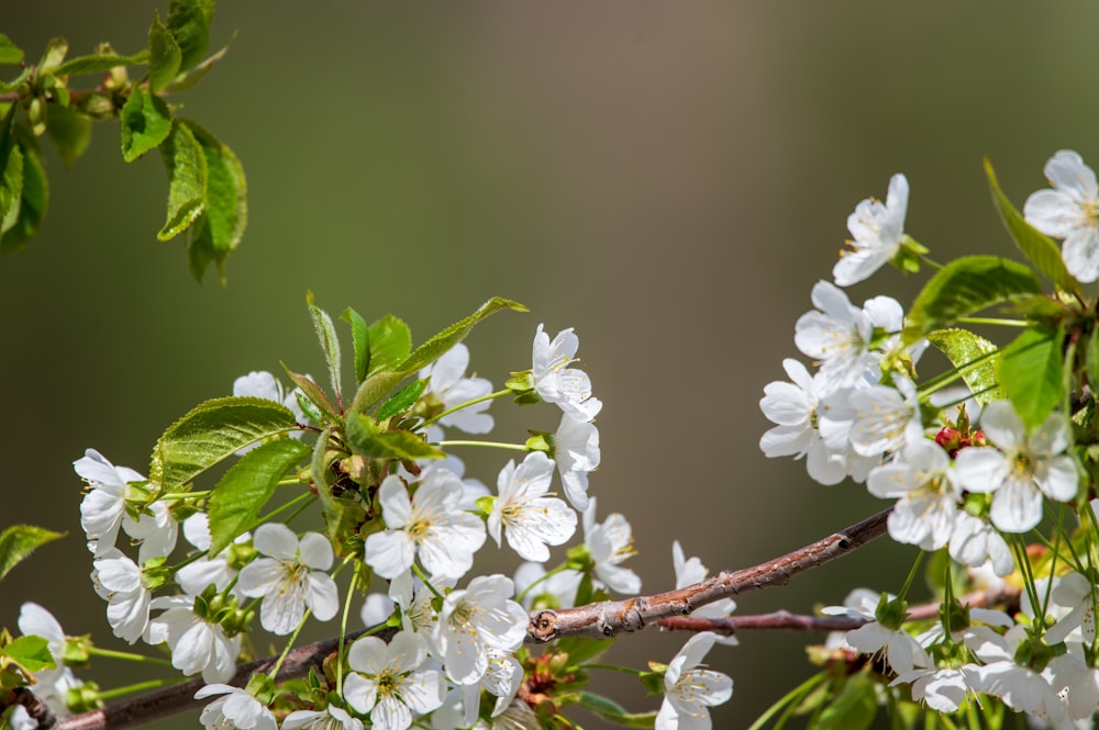 a branch with white flowers and green leaves