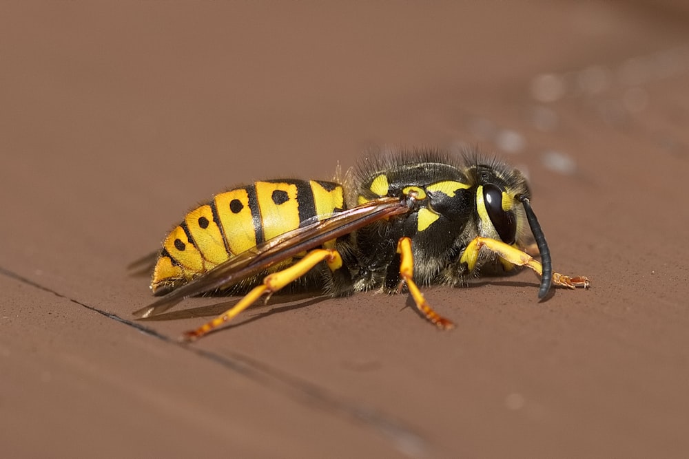 a close up of a bee on the ground