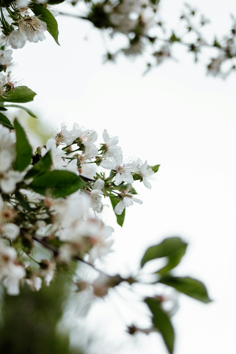 a close up of a tree with white flowers