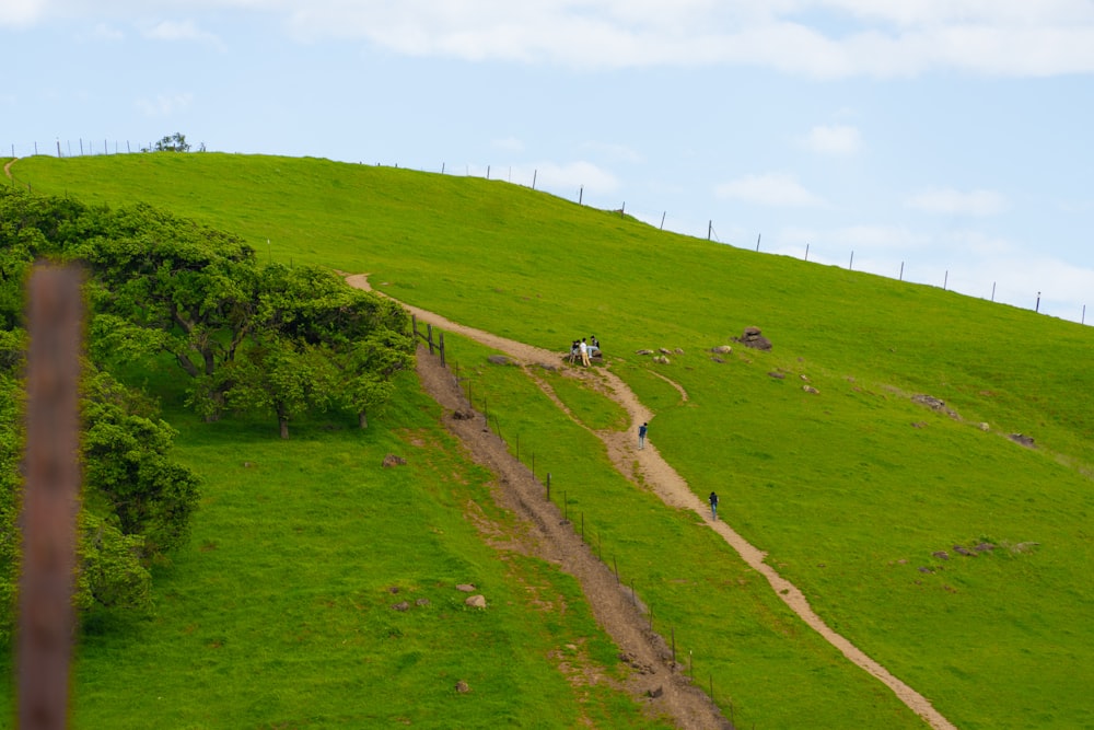 a lush green hillside covered in lush green grass