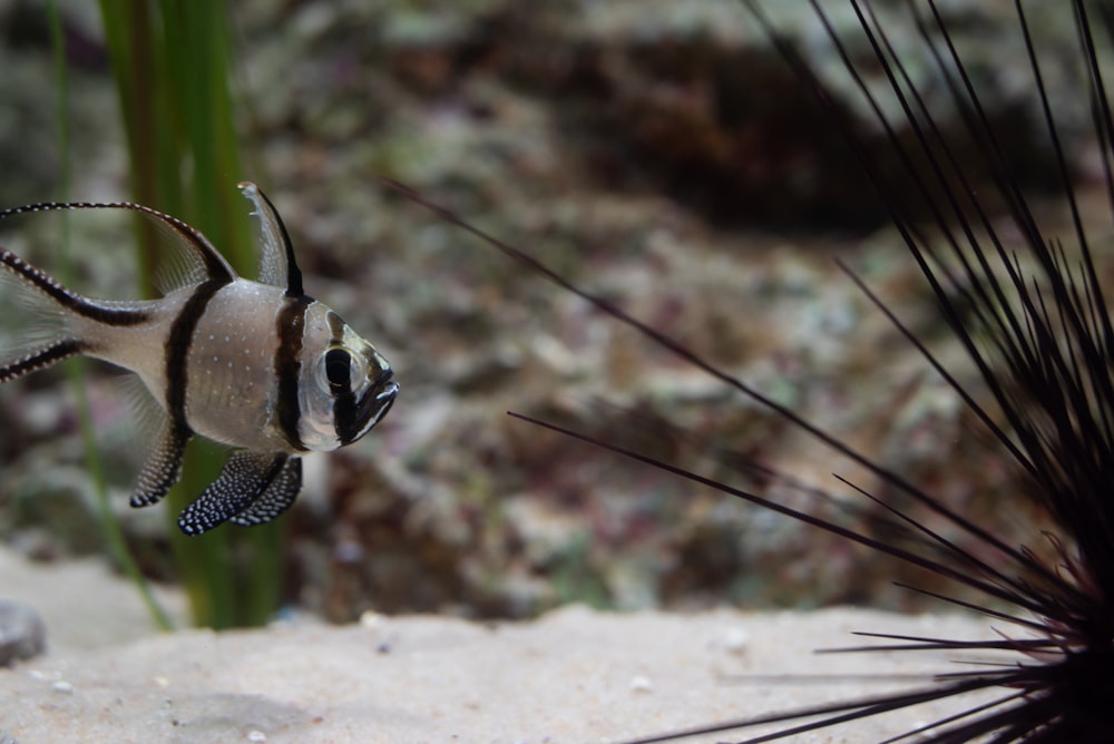 a close up of a fish near a plant